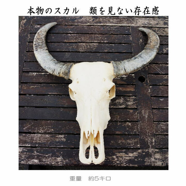楽天市場】リアル カウスカル ヘッド オブジェ 角大 壁掛け 
