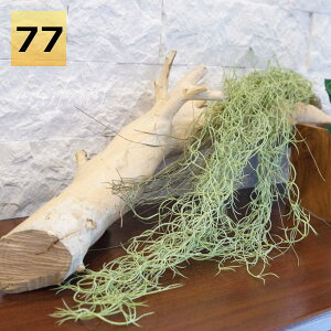 tFCNO[ nMOubV@XpjbVX77cm GAvc ^ Ǌ| lHϗtA  EH[A[g  ǖʗΉ pl {[h A[gt[ AW