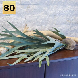 フェイクグリーン 大型 ブランチ 80cm コウモリラン（ビカクシダ） 壁掛け 人工観葉植物 おしゃれ ウォールアート 造花 壁面緑化 パネル ボード アートフレーム アレンジメント 飾り