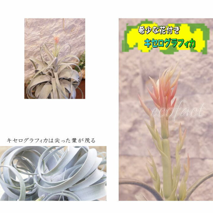 楽天市場 フェイクグリーン キセログラフィカ 花付き58cm ピック エアプランツ チランジア 人工観葉植物 おしゃれ ウォールアート 造花 壁面緑化 パネル ボード アートフレーム アレンジメント 飾り 大人の趣味空間