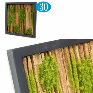 観葉植物 額の人気商品 通販 価格比較 価格 Com