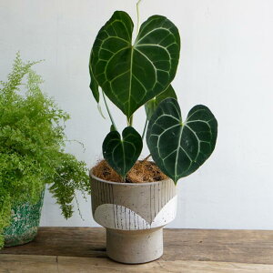 Aؔ  픫 Abstract Pot C9305 3.5 16×h15.5 ꌊȂ Jo[ i` a _  stem 