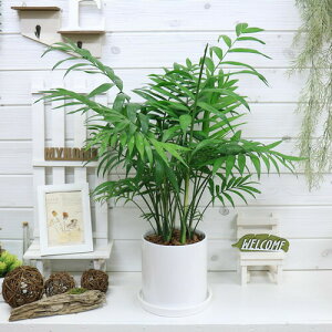 ヤシ 観葉植物の人気商品 通販 価格比較 価格 Com