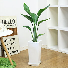 観葉植物 人気のインテリア【ストレリチア・オーガスタ/80cm】陶器鉢仕立 育てやすい 送料無料 【※写真のような厳選品のお届けです！】