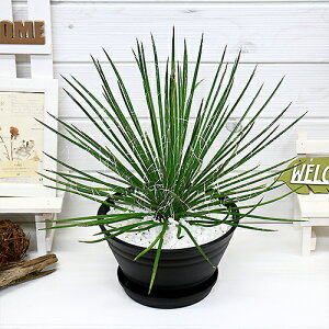 アガベ 花の通販 価格比較 価格 Com