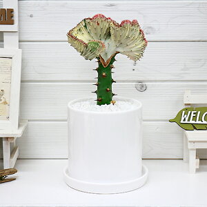 開運 花 観葉植物の人気商品 通販 価格比較 価格 Com 開運 花 観葉植物の人気商品 通販 価格比較 価格 Com