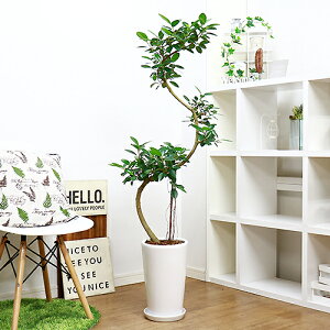 観葉植物 大型の通販 価格比較 価格 Com