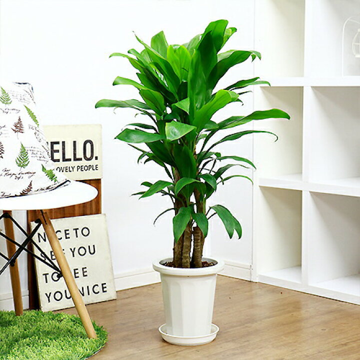 楽天市場 数量限定販売 厳選 ハワイアン ティー リーフ 7号鉢 H100cm前後 観葉植物 管理説明書 受皿付き 肥料小袋プレゼント ヒロバドラセナ センネンボク ティプラント グッドラックプラント ツリーオブキングス 幸せを呼ぶ木 ハワイの植物 インテリアグリーン
