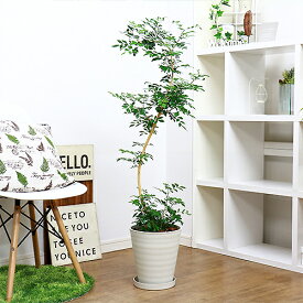 楽天市場 観葉植物 カラーグリーン 植物の種類シルクジャスミン 花 観葉植物 花 ガーデン Diy の通販