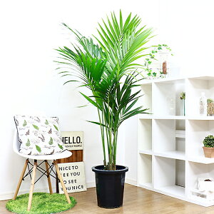 10号 観葉植物の人気商品 通販 価格比較 価格 Com