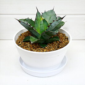 楽天市場 観葉植物 種類 植物 アロエ 花 観葉植物 花 ガーデン Diy の通販