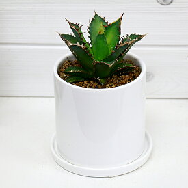 楽天市場 観葉植物 種類 植物 アロエ 花 観葉植物 花 ガーデン Diy の通販