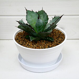 観葉植物 アガベ チタノタの人気商品 通販 価格比較 価格 Com 観葉植物 アガベ チタノタの人気商品 通販 価格比較 価格 Com