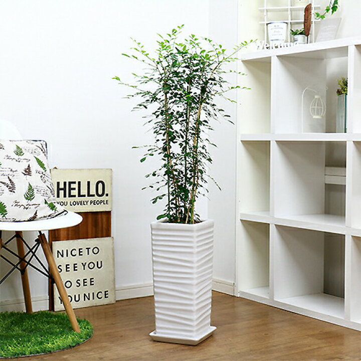 楽天市場 数量限定販売 観葉植物 シルクジャスミン 人気の千段陶器鉢 白 管理説明書 受皿付き 肥料小袋プレゼント 希少種 アロマ シルク ジャスミン ゲッキツ 花言葉は 純粋な心 花 香り 四季咲き性で育て易い 庭 ベランダ ガーデニング イーラン 白い花
