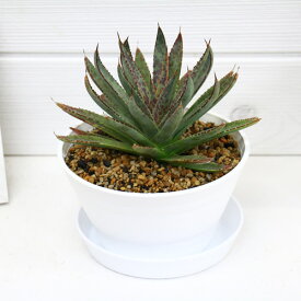 楽天市場 観葉植物 種類 植物 アロエ 花 観葉植物 花 ガーデン Diy の通販