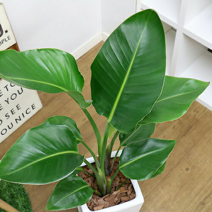 イーラン一番人気の植物 選べるマルチング 80cmタイプ 写真のような厳選品のお届けです お祝いギフトにオススメ オーガスタ スクエア陶器鉢 ストレリチア 南国ムード漂うトロピカルな雰囲気があるバナナに似た葉が特徴の観葉植物 受皿付き 嬉しい花言葉 暖かい心 管理