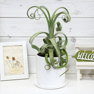 観葉植物 エアプランツ チランジア Diy 工具の通販 価格比較 価格 Com 観葉植物 エアプランツ チランジア Diy 工具の通販 価格比較 価格 Com