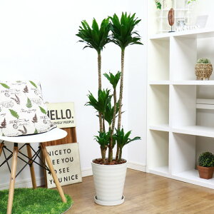アジアン 観葉植物の人気商品 通販 価格比較 価格 Com アジアン 観葉植物の人気商品 通販 価格比較 価格 Com