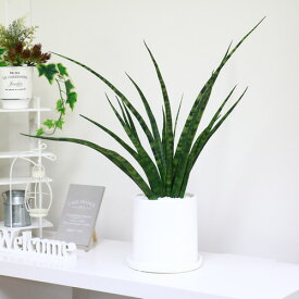 楽天市場 サンスベリア ファーンウッドの通販