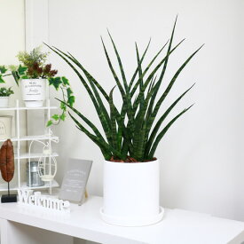 楽天市場 サンスベリア ファーンウッドの通販