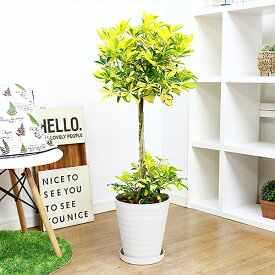 楽天市場 寒さ に 強い 観葉 植物 玄関 種類 植物 カポック の通販 楽天市場 寒さ に 強い 観葉 植物 玄関 種類 植物 カポック の通販