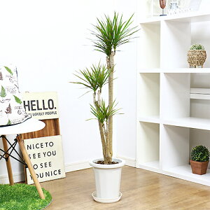 観葉植物 コンシンネの通販 価格比較 価格 Com 観葉植物 コンシンネの通販 価格比較 価格 Com