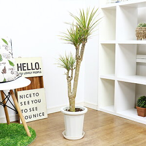 観葉植物 ドラセナ マルギナータ 鉢の人気商品 通販 価格比較 価格 Com 観葉植物 ドラセナ マルギナータ 鉢の人気商品 通販 価格比較 価格 Com