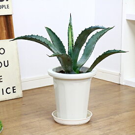 楽天市場 観葉植物 種類 植物 アロエ 花 観葉植物 花 ガーデン Diy の通販