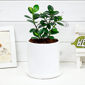 観葉植物 パンダガジュマルの人気商品 通販 価格比較 価格 Com 観葉植物 パンダガジュマルの人気商品 通販 価格比較 価格 Com
