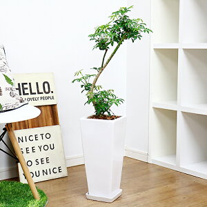 観葉植物 ホンコンの人気商品 通販 価格比較 価格 Com