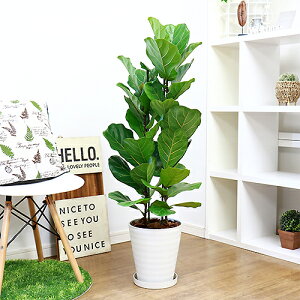ゴムの木 花の人気商品 通販 価格比較 価格 Com ゴムの木 花の人気商品 通販 価格比較 価格 Com