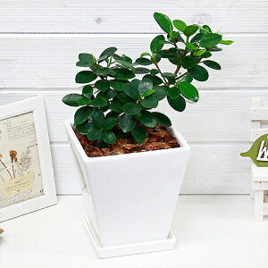 ガジュマル 観葉植物の人気商品 通販 価格比較 価格 Com