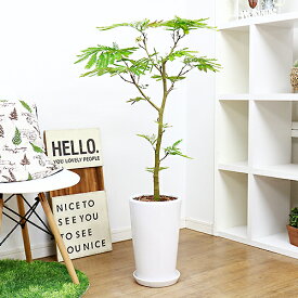 楽天市場 エバーフレッシュ 高さ 植物 71 130cm 花 観葉植物 花 ガーデン Diy の通販 楽天市場 エバーフレッシュ 高さ 植物 71 130cm 花 観葉植物 花 ガーデン Diy の通販