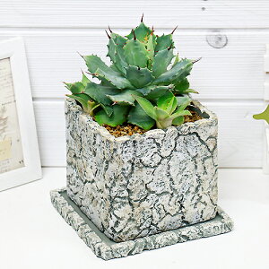 観葉植物 アガベ 雷神の人気商品 通販 価格比較 価格 Com