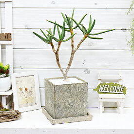 楽天市場 観葉植物 アロエの通販