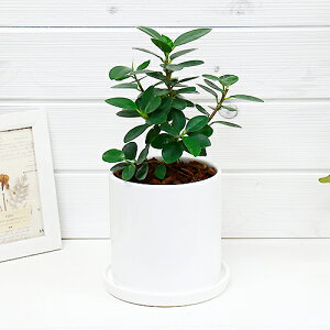 観葉植物 パンダガジュマルの人気商品 通販 価格比較 価格 Com