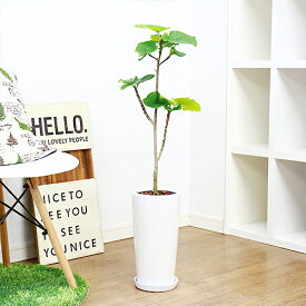 楽天市場 花 ガーデン Diy 種類 植物 ウンベラータ イベント 祝日出産 の通販