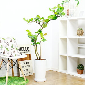 観葉植物 陶器鉢の人気商品 通販 価格比較 価格 Com 観葉植物 陶器鉢の人気商品 通販 価格比較 価格 Com