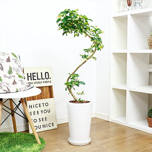 観葉植物 シェフレラの人気商品 通販 価格比較 価格 Com 観葉植物 シェフレラの人気商品 通販 価格比較 価格 Com