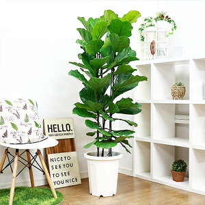 観葉植物 10号 大型の人気商品 通販 価格比較 価格 Com