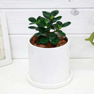 観葉植物 パンダガジュマルの人気商品 通販 価格比較 価格 Com