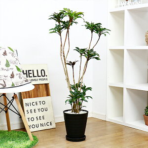 観葉植物 コルジリネの人気商品 通販 価格比較 価格 Com 観葉植物 コルジリネの人気商品 通販 価格比較 価格 Com