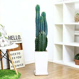 厳選品 人気のトゲ無し柱サボテン陶器鉢仕立 鬼面角 ヌーダム【限定数販売品】花 ガーデン DIY 観葉植物 大型 トゲなし さぼてん メキシカン 多肉 ボタニカル ギフト お祝い 風水 運気アップ インテリア 送料無料