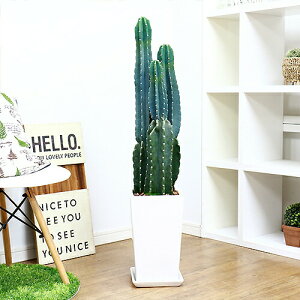 Ii lC̃gQT{e픫d Sʊp k[_y萔̔iz K[f DIY ϗtA ^ gQȂ ڂĂ LVJ  {^jJ Mtg j  ^CAbv