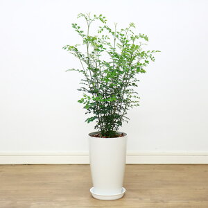 ベランダ 目隠し 観葉植物の人気商品 通販 価格比較 価格 Com