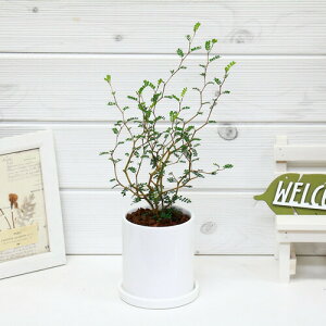 観葉植物 ソフォラ 観葉植物の人気商品 通販 価格比較 価格 Com