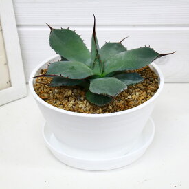 楽天市場 アメリカン 観葉植物 花 観葉植物 花 ガーデン Diyの通販