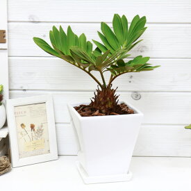 楽天市場 ザミア 観葉植物の通販 楽天市場 ザミア 観葉植物の通販