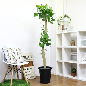 観葉植物 フィカス フィカスベンガレンシス 農業資材 ガーデニング用品の人気商品 通販 価格比較 価格 Com