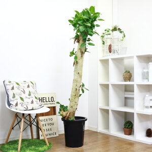 観葉植物 フィカスベンガレンシスの人気商品 通販 価格比較 価格 Com